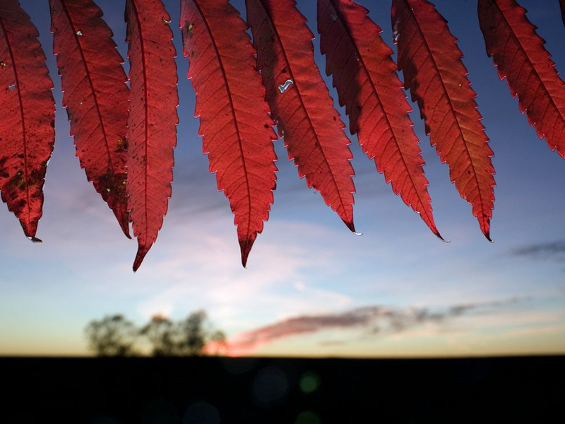 Illustration for article titled The chemicals that cause leaves to change color in fall